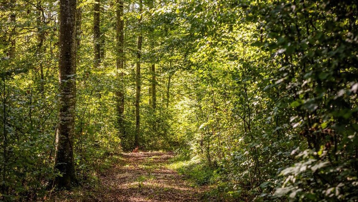 Bilder FriedWald Meßkirch