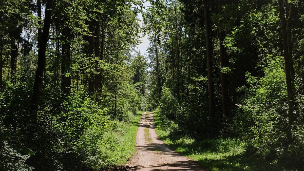Bilder FriedWald Meßkirch
