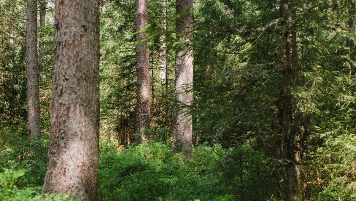 Bilder FriedWald Friedenweiler