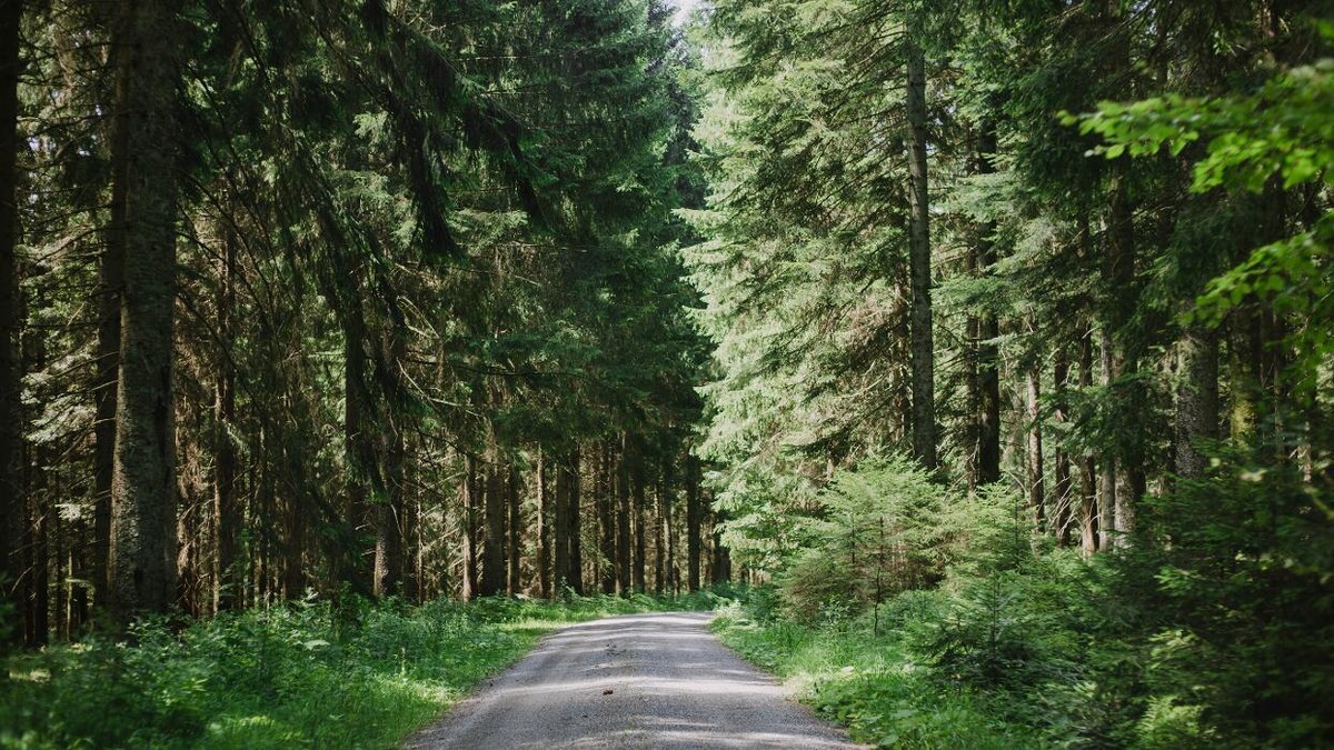 Bilder FriedWald Schenkenzell