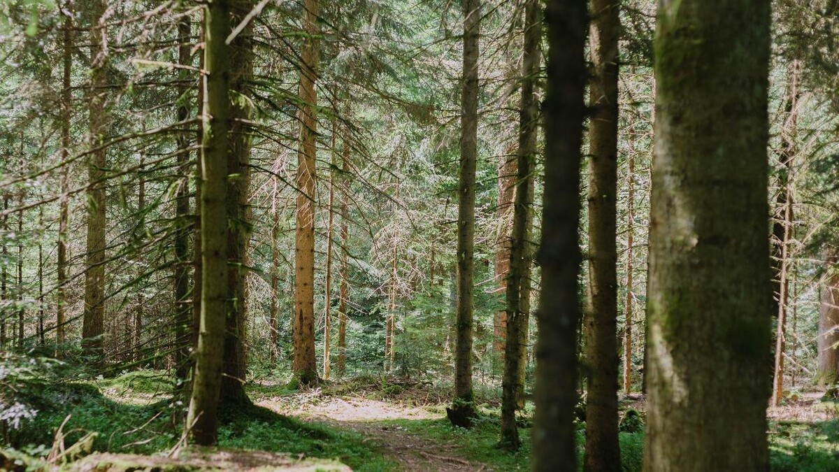 Bilder FriedWald Schenkenzell