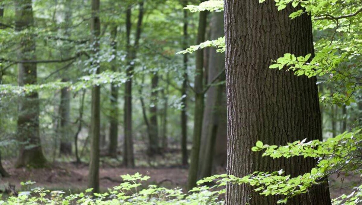 Bilder FriedWald Uetzer Herrschaft