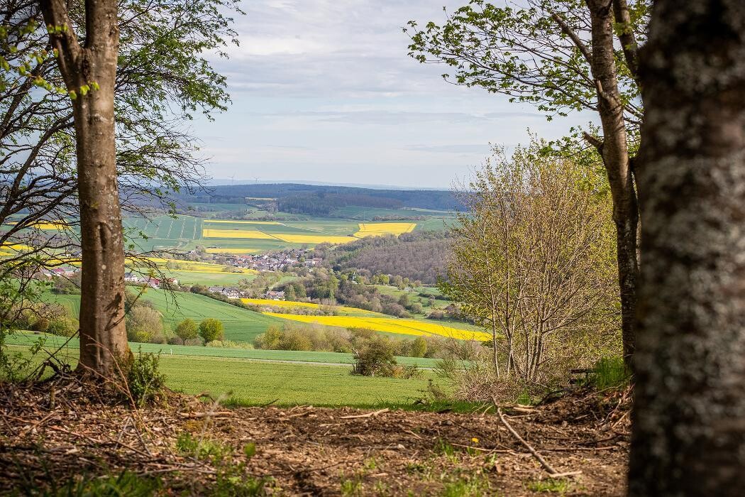 Bilder FriedWald Weilrod