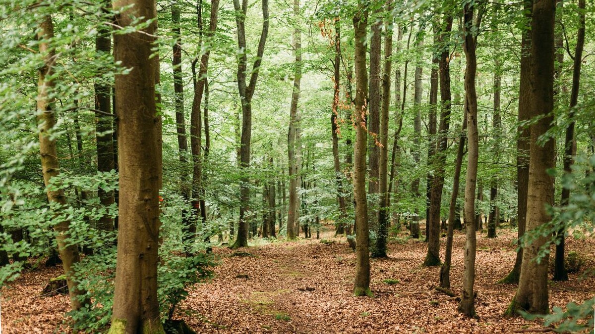 Bilder FriedWald Weilrod