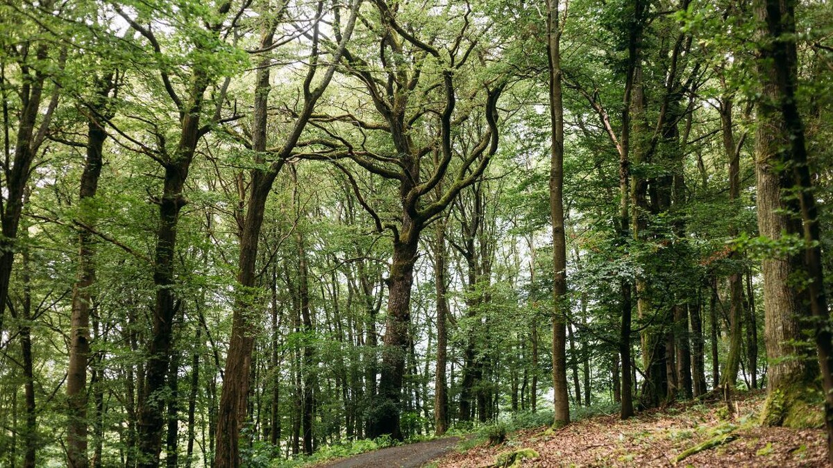 Bilder FriedWald Weilrod