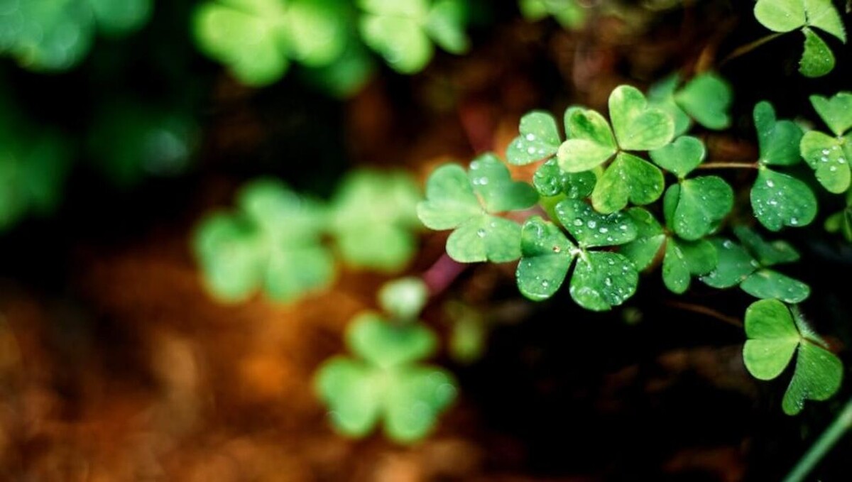 Bilder FriedWald Weilrod