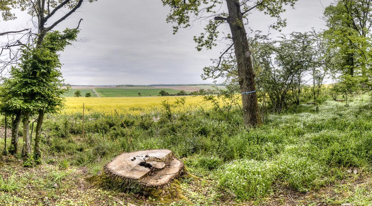 Bilder FriedWald Hohenlohe