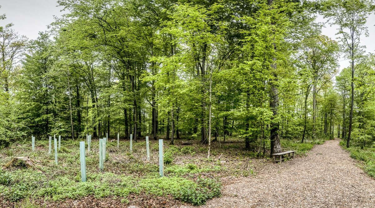 Bilder FriedWald Hohenlohe