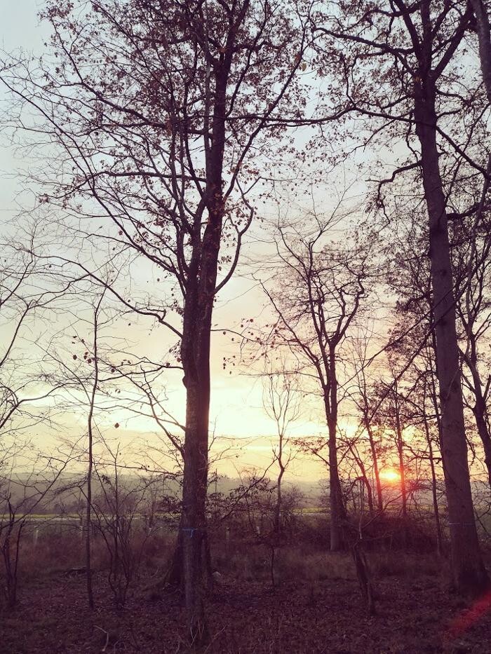 Bilder FriedWald Hohenlohe