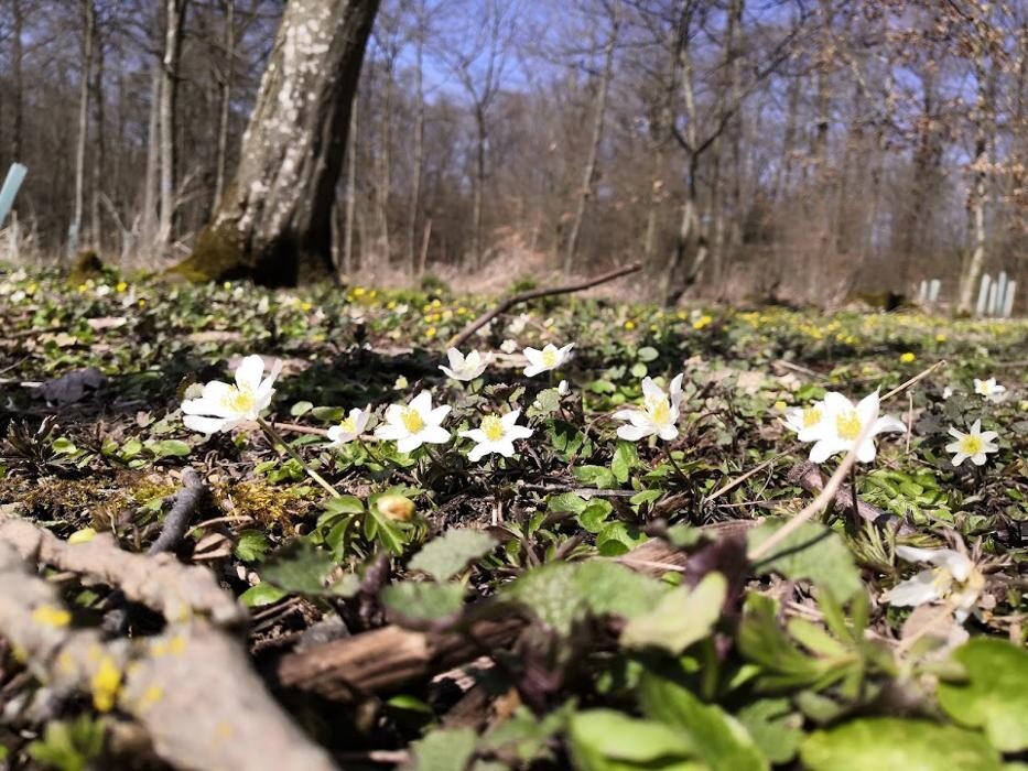 Bilder FriedWald Hohenlohe