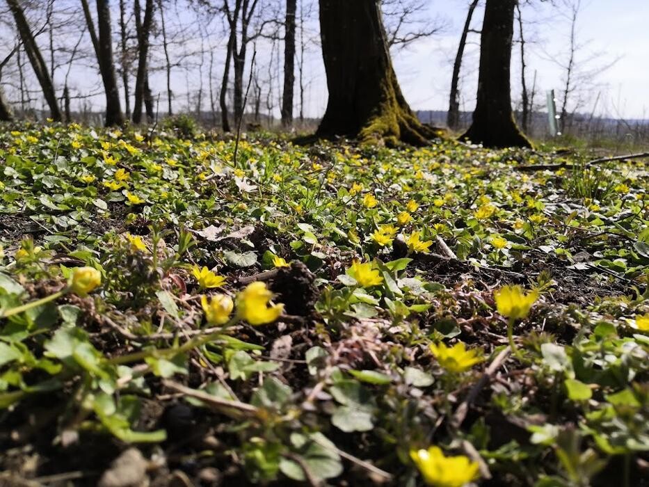 Bilder FriedWald Hohenlohe