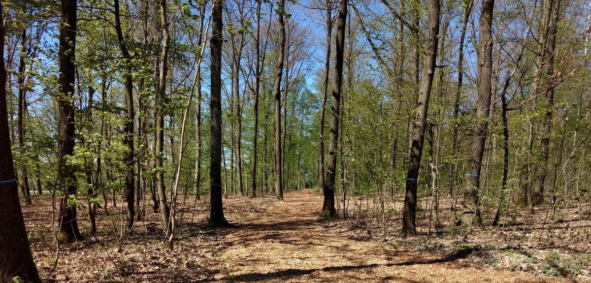 Bilder FriedWald Hohenlohe