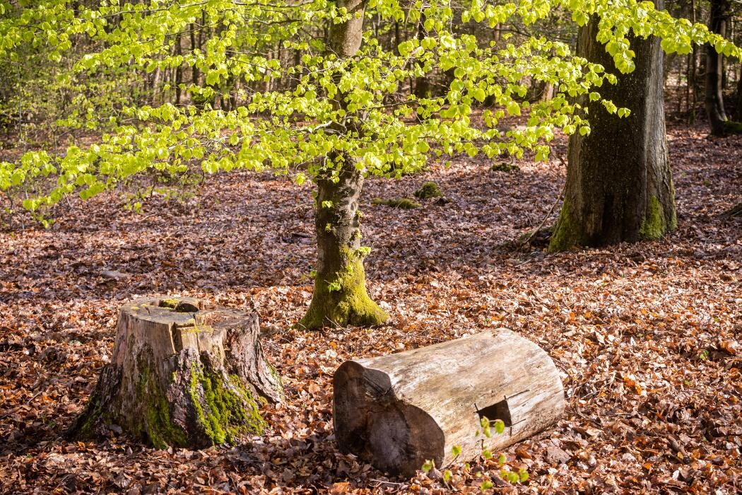 Bilder FriedWald Hirschwiese in Taunusstein