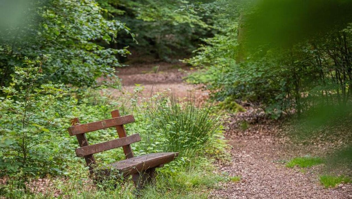 Bilder FriedWald Hirschwiese in Taunusstein