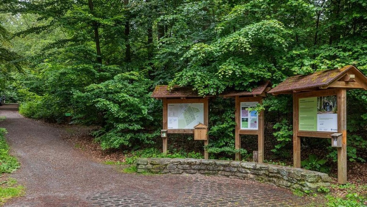 Bilder FriedWald Hirschwiese in Taunusstein