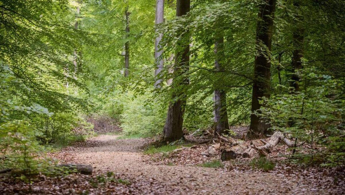 Bilder FriedWald Hirschwiese in Taunusstein