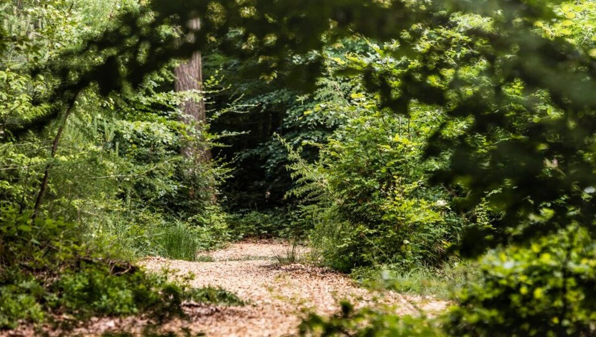 Bilder FriedWald Hirschwiese in Taunusstein