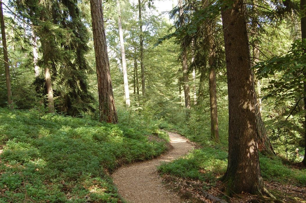 Bilder FriedWald Wildenburger Land