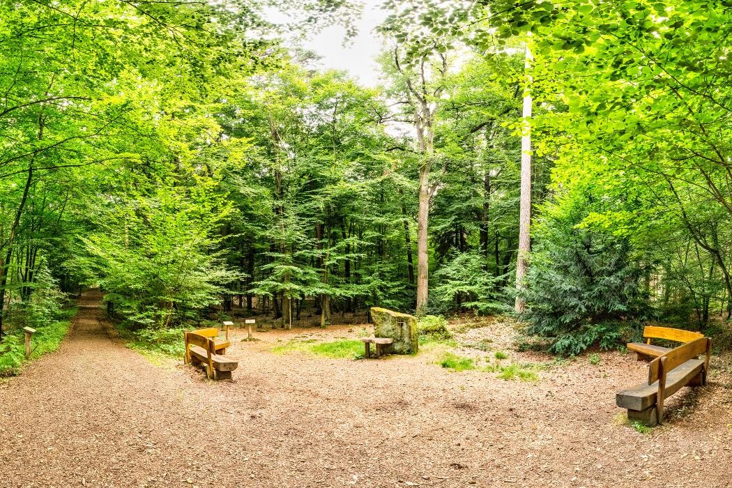 Bilder FriedWald Bramsche