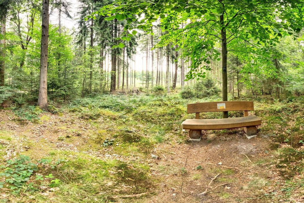 Bilder FriedWald Bramsche