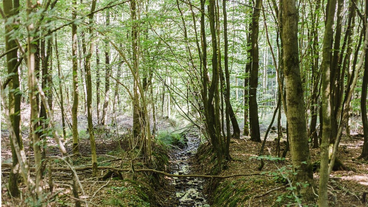 Bilder FriedWald Bramsche