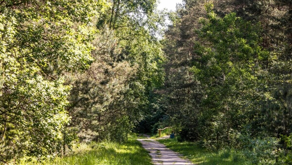 Bilder FriedWald Bernau bei Berlin