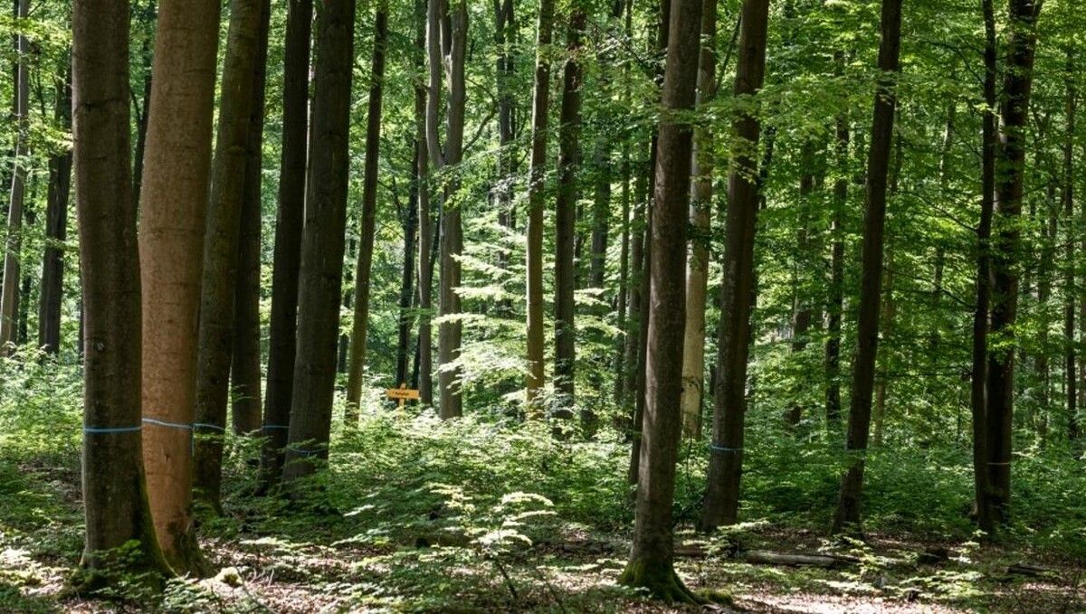 Bilder FriedWald Bernau bei Berlin