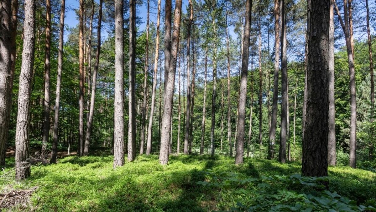 Bilder FriedWald Bernau bei Berlin