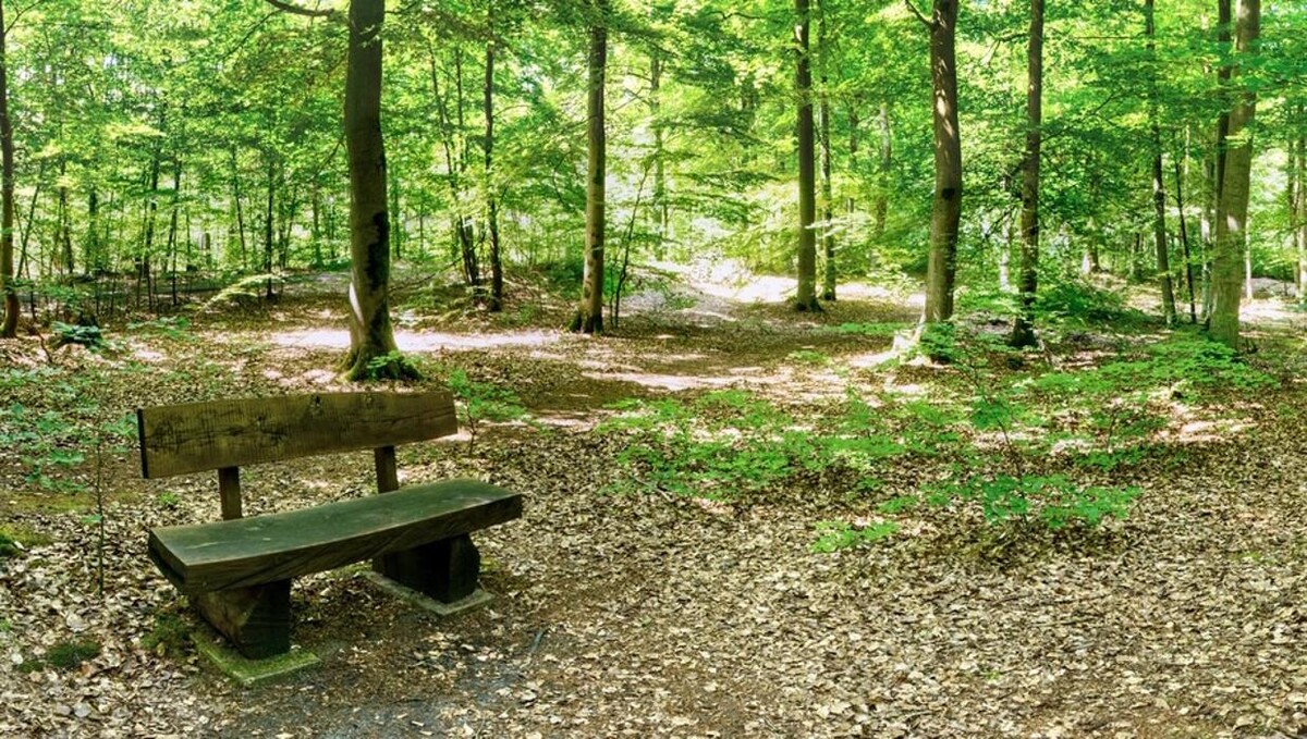 Bilder FriedWald Bernau bei Berlin