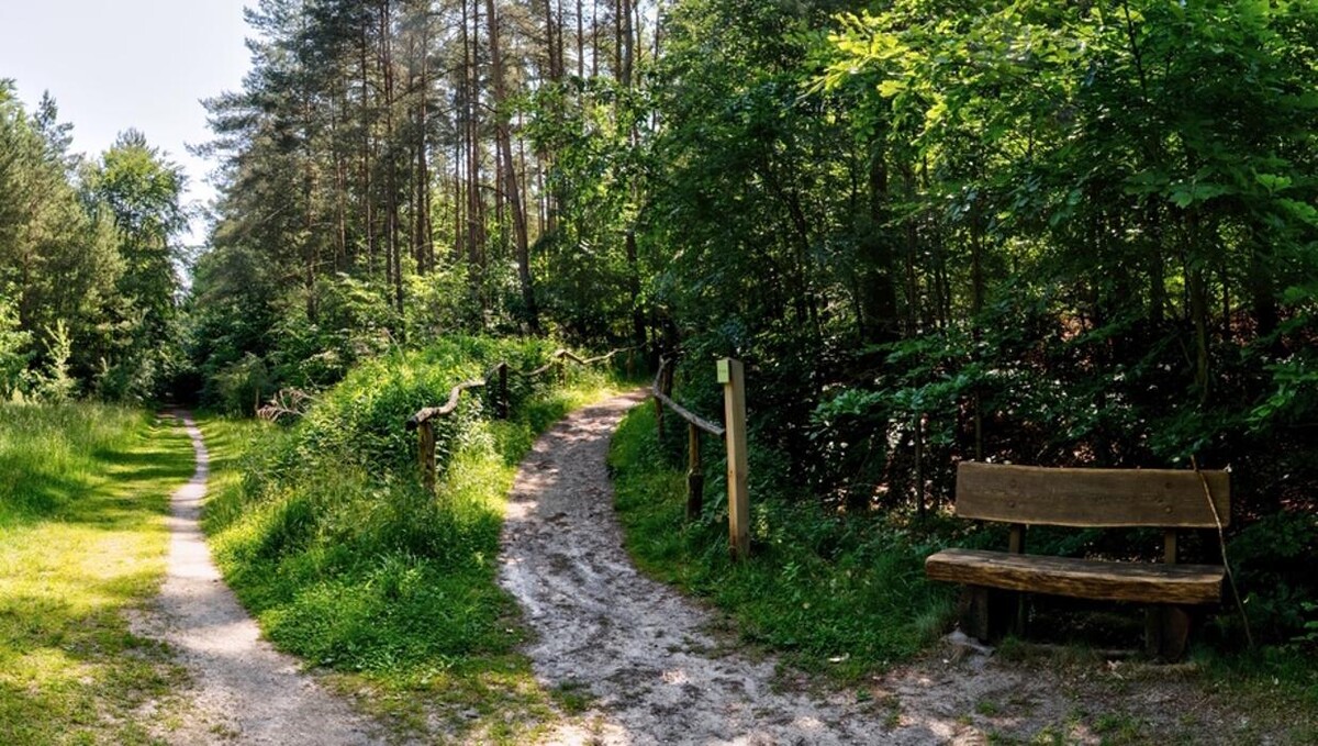 Bilder FriedWald Bernau bei Berlin