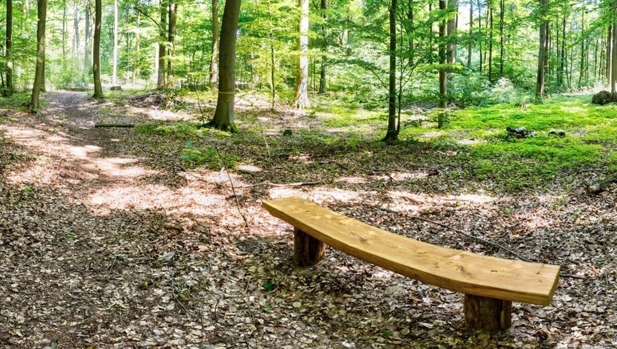 Bilder FriedWald Bernau bei Berlin