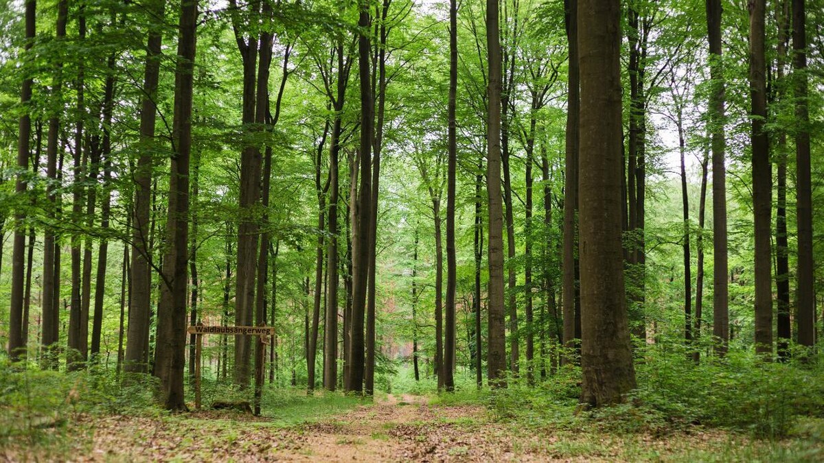 Bilder FriedWald Bernau bei Berlin