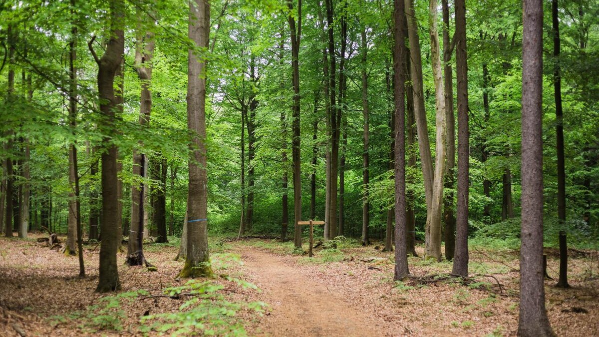 Bilder FriedWald Bernau bei Berlin