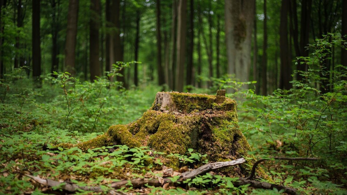 Bilder FriedWald Bernau bei Berlin