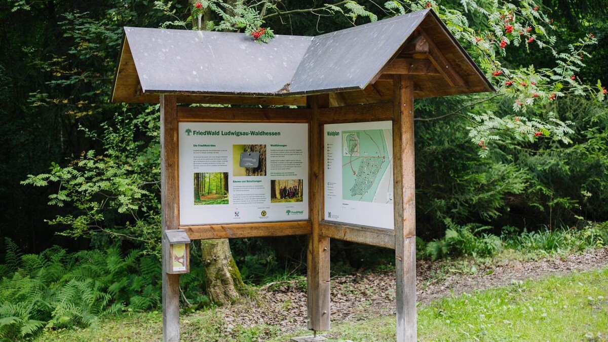 Bilder FriedWald Waldhessen