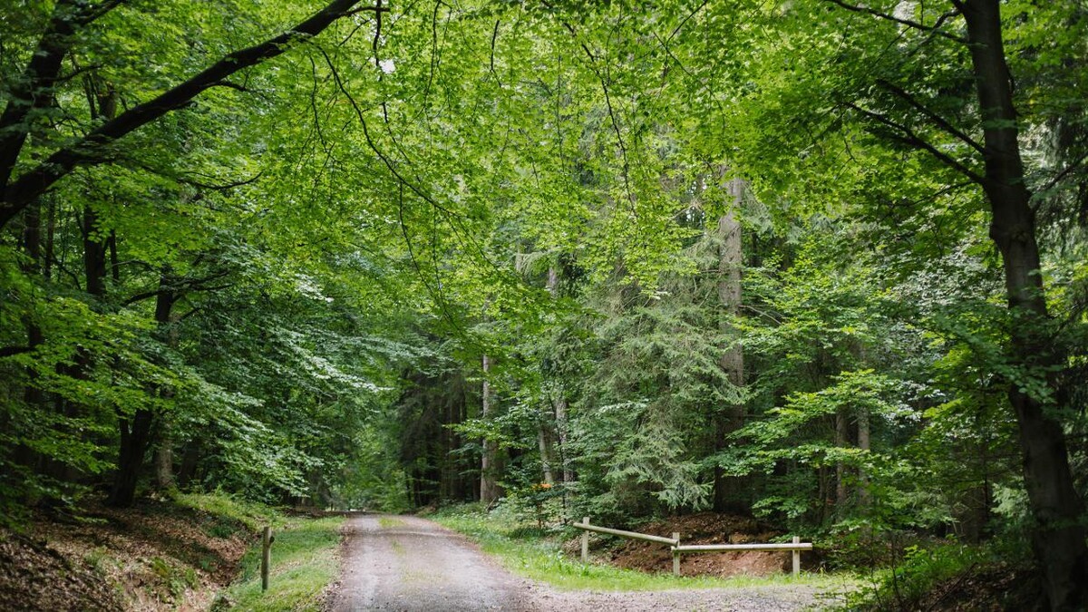 Bilder FriedWald Waldhessen