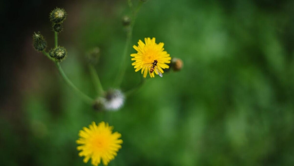 Bilder FriedWald Waldhessen