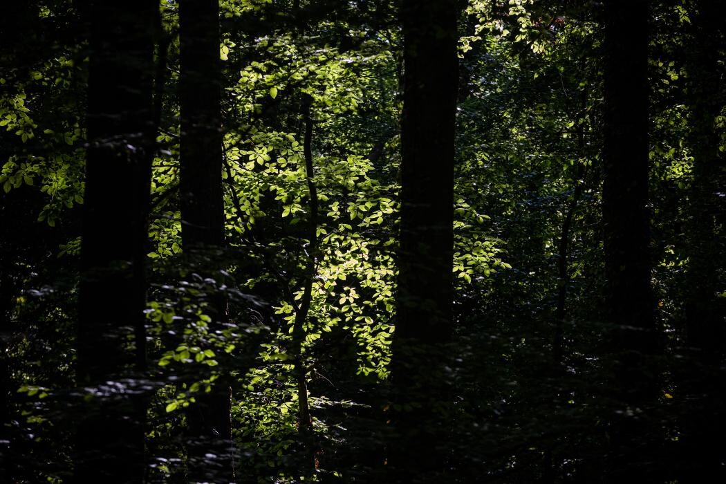 Bilder FriedWald Schwaigern