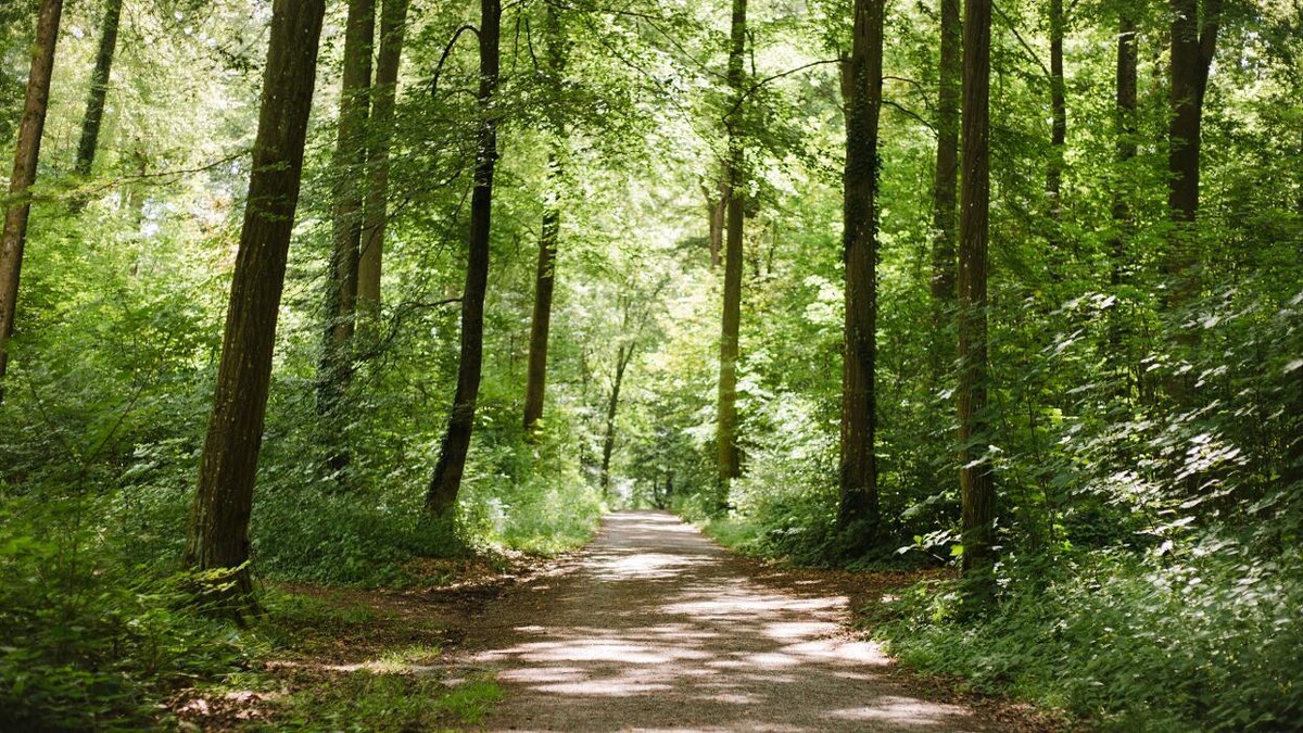Bilder FriedWald Schwaigern