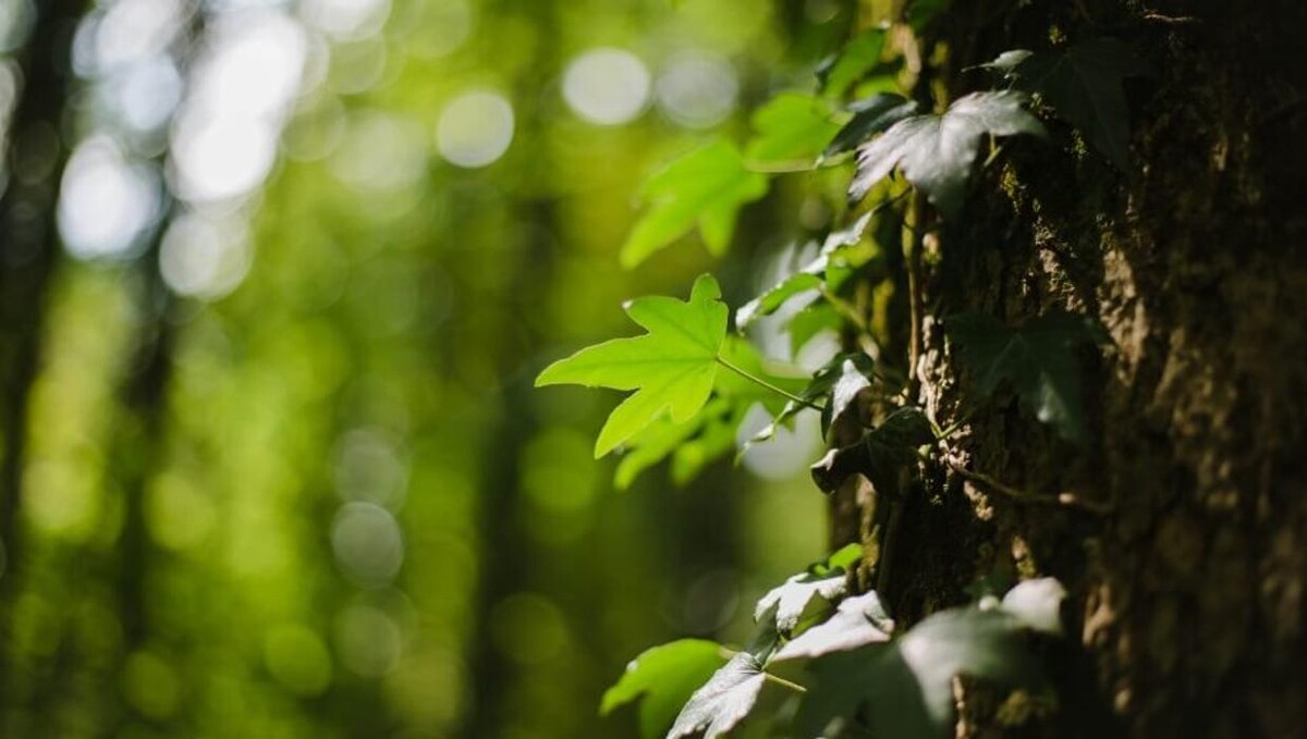 Bilder FriedWald Schwaigern