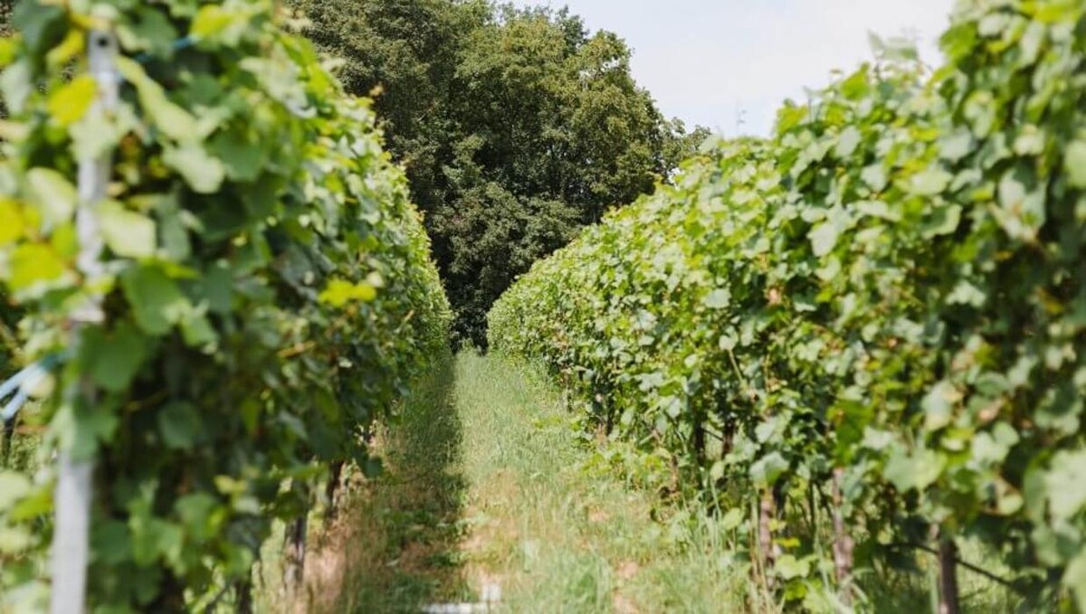 Bilder FriedWald Schwaigern