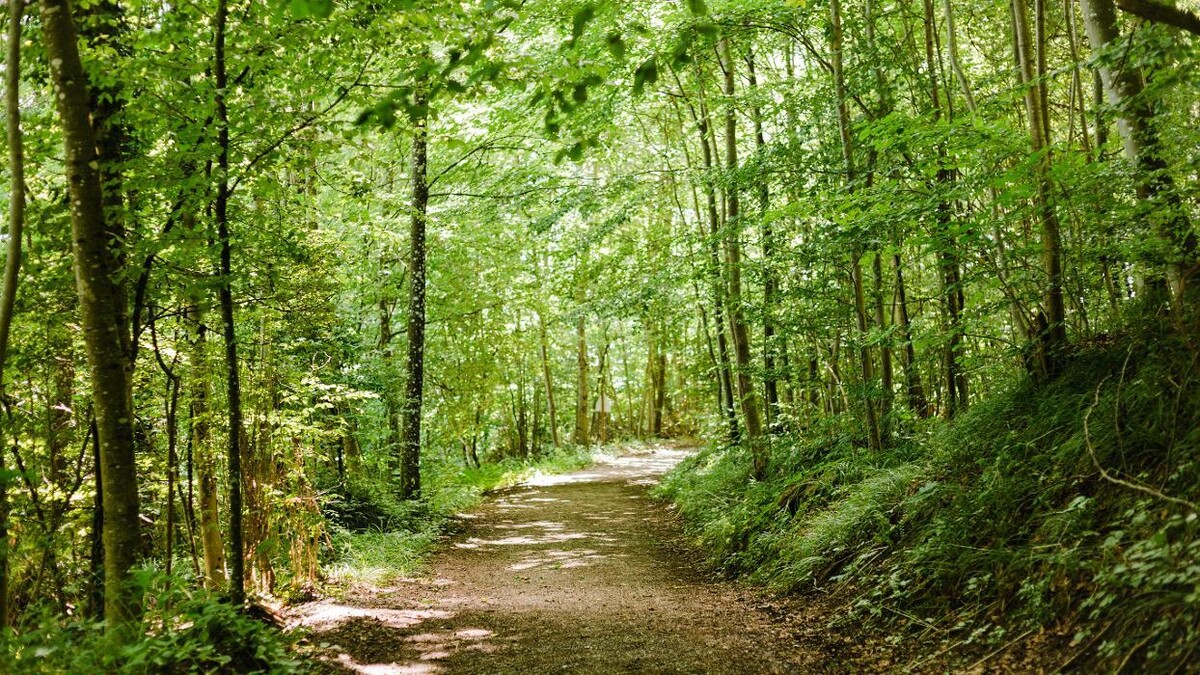 Bilder FriedWald Heiligenberg