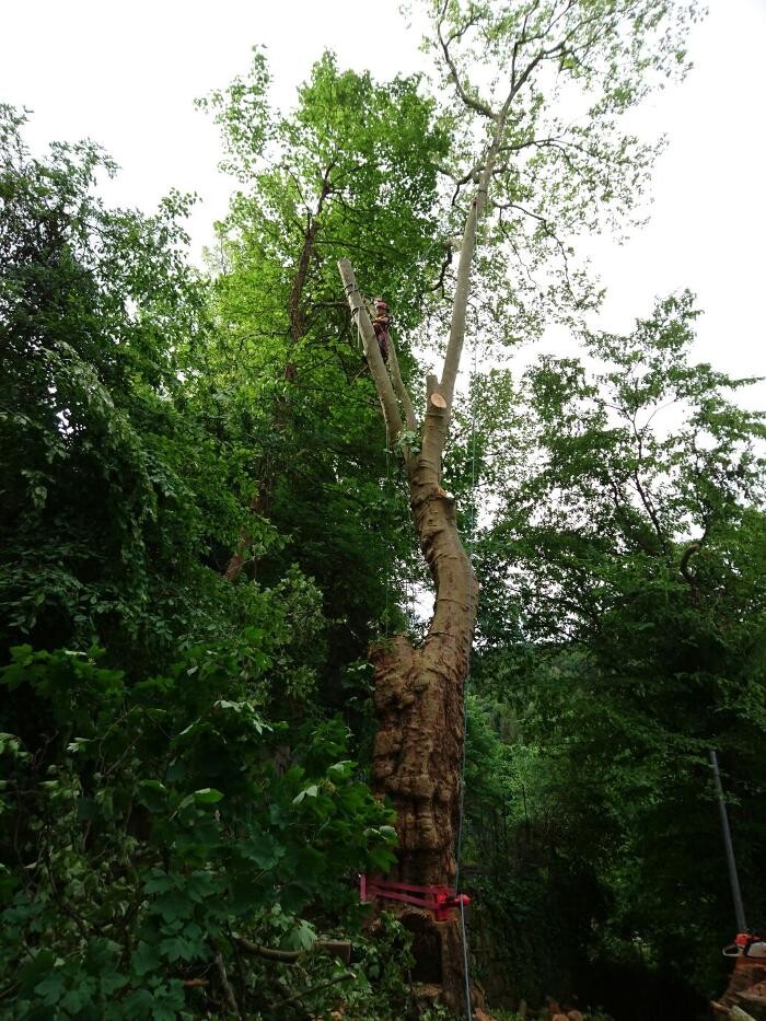 Bilder FS Dienstleistungen