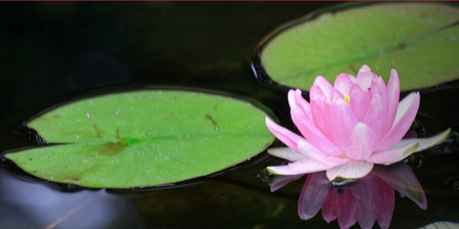 Bilder Bastian Wieber Landschaftsbau- und Gartenbau