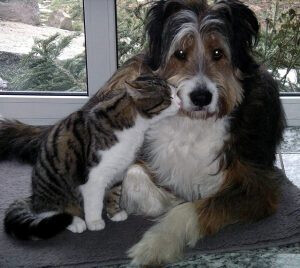 Bilder Trimm- und Scherstudio für Hunde und Katzen