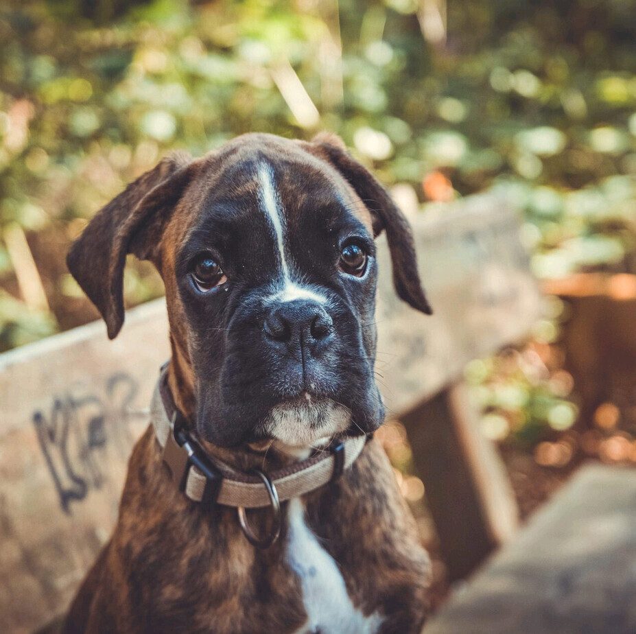 Bilder Adler Photographie Fotostudio mit Herz