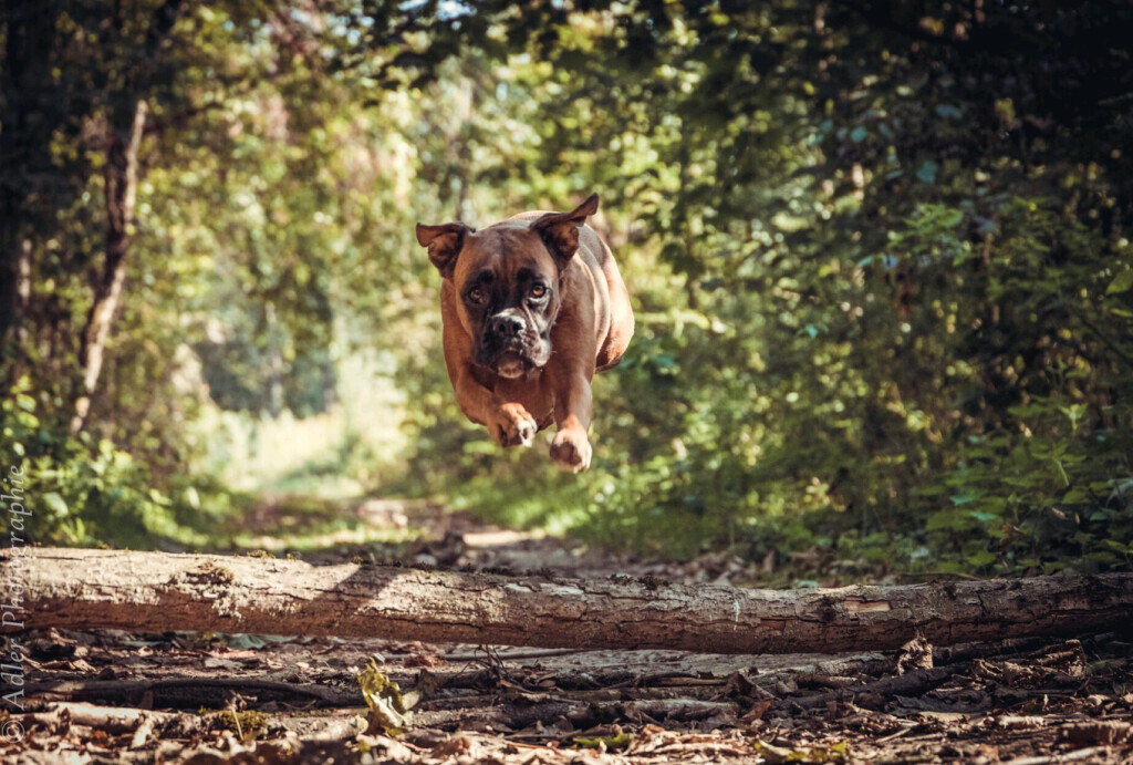 Bilder Adler Photographie Fotostudio mit Herz