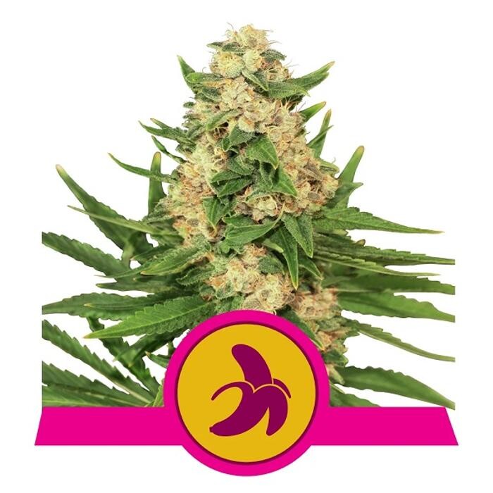 Bilder Kirschlolli Vape Shop | Kirschlolli.de