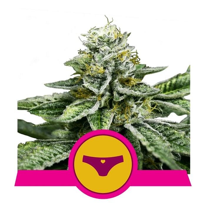 Bilder Kirschlolli Vape Shop | Kirschlolli.de