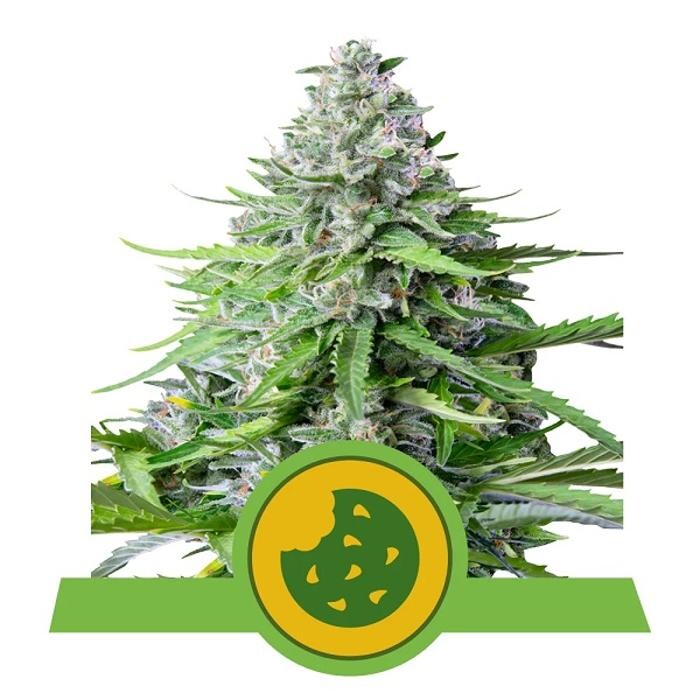 Bilder Kirschlolli Vape Shop | Kirschlolli.de